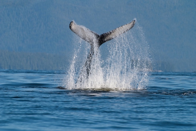  whales in the Pacific 